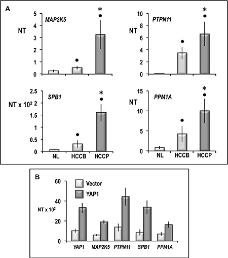 Expression of MAP2K5, PTPN11, SPB1, and PPM1A in human normal liver (NL) and HCCB and HCCP (A) and HepG2 cells transfected with YAP1 (B).