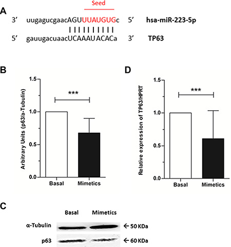 TP63 as a target for hsa-miR-223-5p and p63 protein levels evaluation.