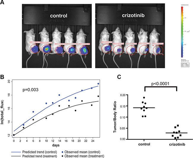 Crizotinib inhibits tumor growth in vivo.