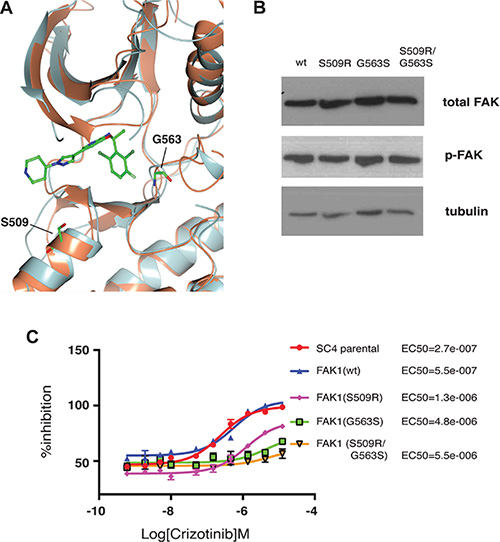 Crizotinib-resistant FAK1 mutants rescue proliferation of treated NF2-null schwann cells.