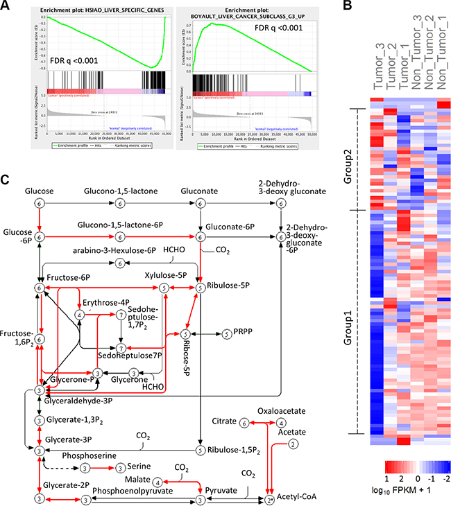 Transcriptome analysis shows carbon metabolism genes spectrum in HCC.