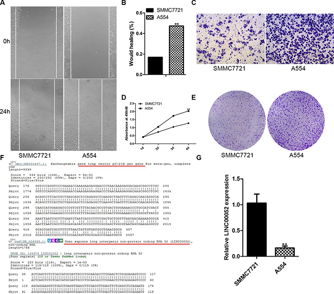 LINC00052 gene was trapped by PU21 in A554 cell line.