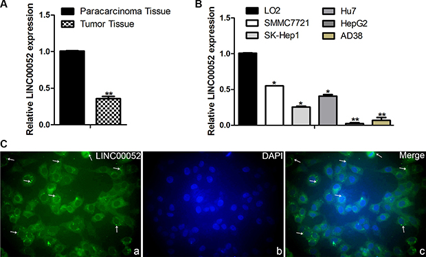 Analysis the expression of LINC00052 in HCC tissue and HCC cell lines.