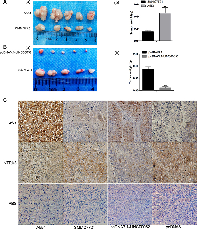 Role of LINC00052 in tumor development in vivo.