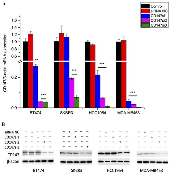 CD147 mRNA and protein expression levels were reduced by specific siRNAs.