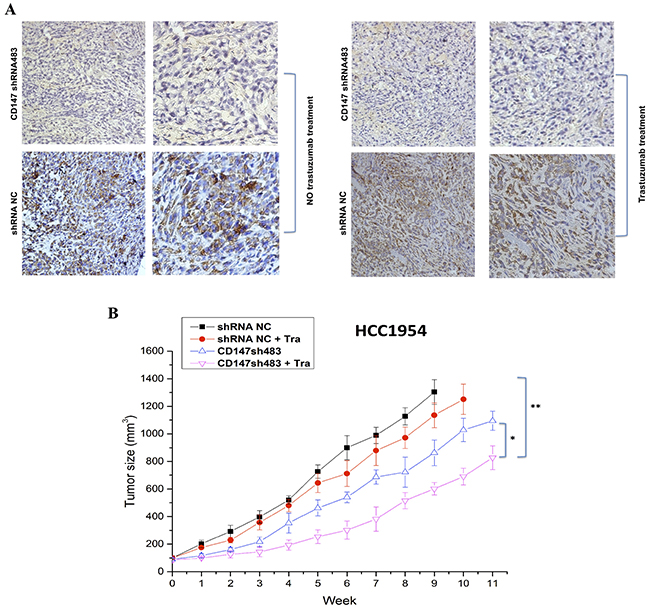 CD147 knockdown inhibits the growth of HER2-positive cancer cells in vivo.