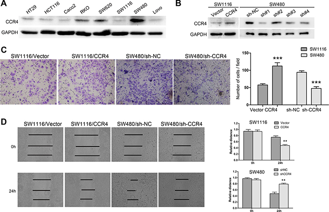 CCR4 plays a crucial role in the metastasis of SW1116 and SW480 cells.