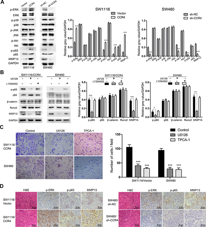 CCR4 up-regulates MMP13 expression through Erk1/2/ NF-&#x03BA;B activation.