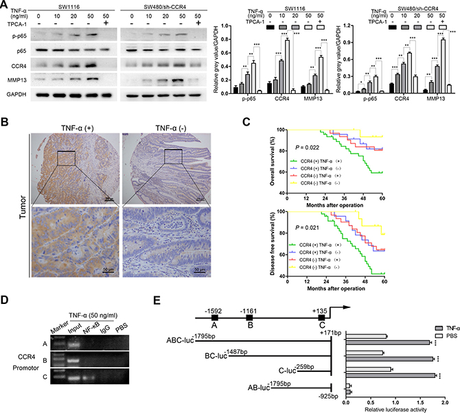 CCR4 could be induced by the cytokine TNF-&#x03B1;.
