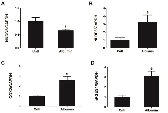 Albumin effects on the regulation of NKCC2 and involved signaling pathway in primary renal tubular cells.