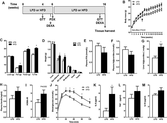 SCID mice develop diet-induced obesity.