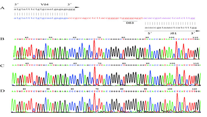 The nucleotide sequence of the V&#x3b4;4 CDR3 region.
