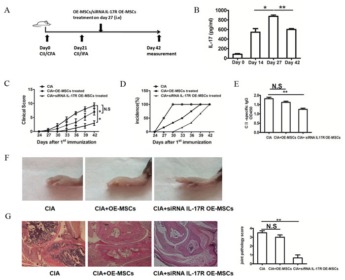 IL-17R knockdown OE-MSCs efficiently ameliorates the development of CIA.
