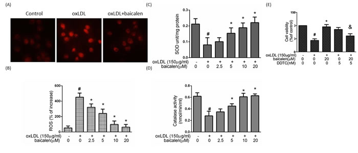 The protective effects of baicalein on oxLDL-mediated ROS generation in HUVECs.