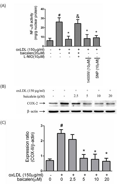 Effects of baicalein on oxLDL-induced NF-&#x3ba;B activation.