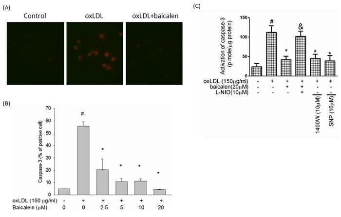Effects of baicalein on oxLDL-induced caspase 3 activation.