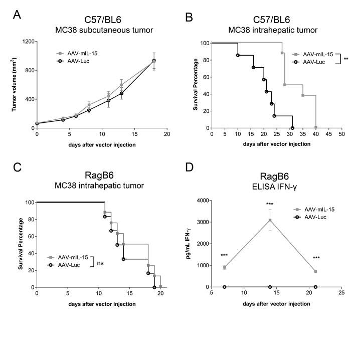 Analysis of the antitumoral effects of AAV-mIL15 on MC38 tumor.