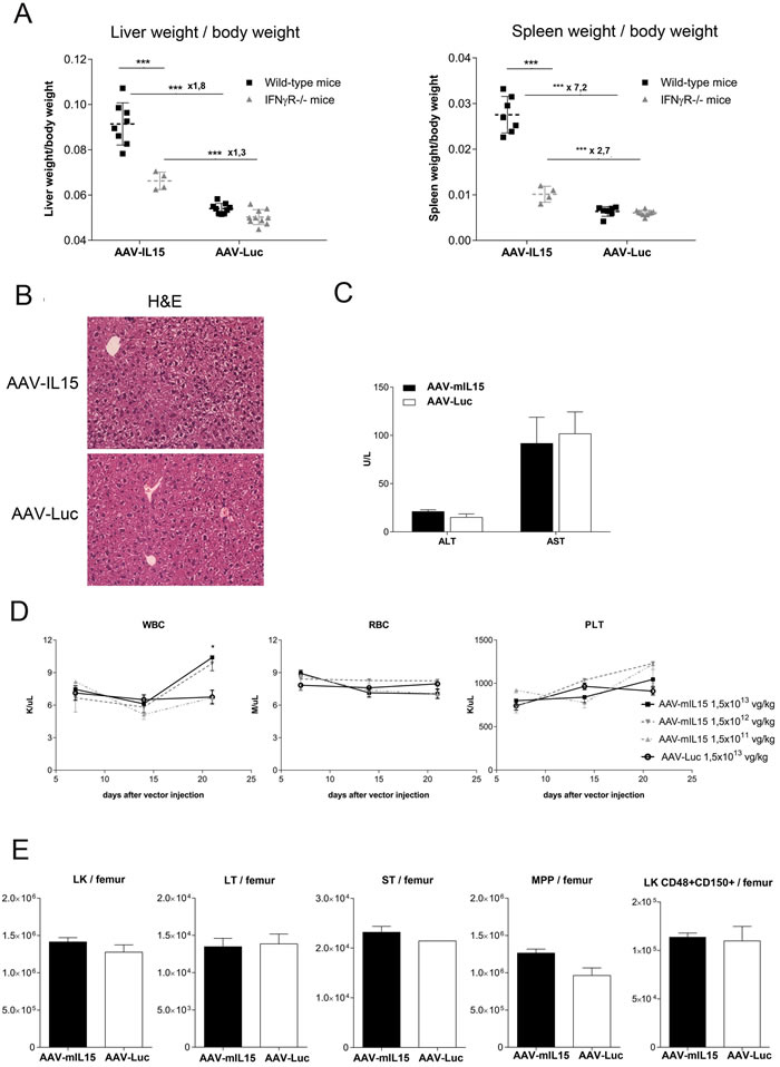 Analysis of liver and spleen weight and hematological parameters in IFN&#x3b3;R KO mice after AAV-mIL15 injection.