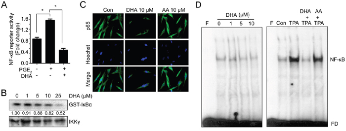 DHA blocks NF-&#x03BA;B signaling which can bind to MMP promoter.