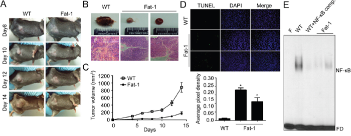 DHA-rich environment retards tumor growth in vitro.