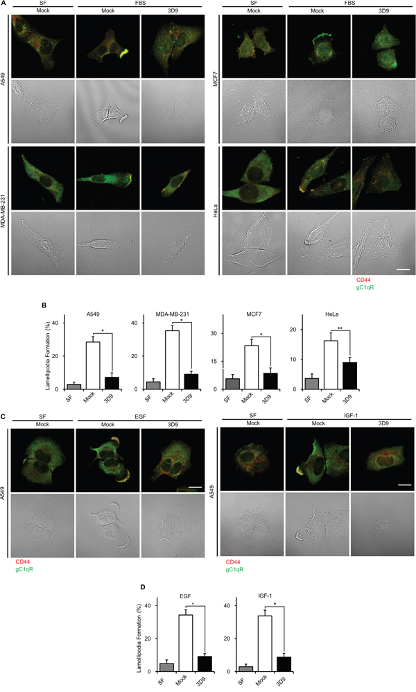 Antibody neutralization of gC1qR prevents lamellipodia formation.