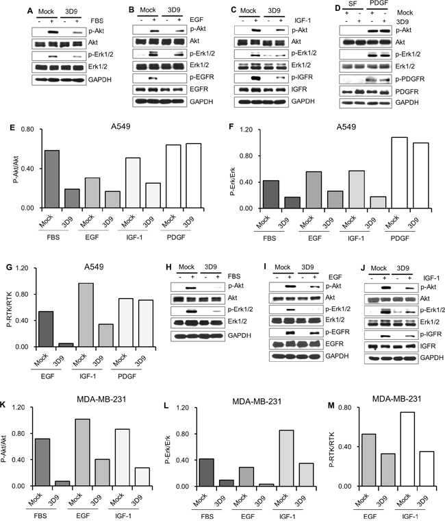Antibody neutralization of gC1qR prevents receptor tyrosine kinases (RTKs) signaling.