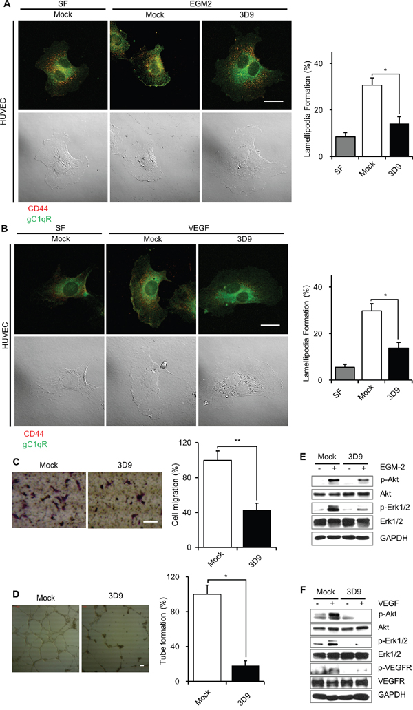 Antibody neutralization of gC1qR prevents lamellipodia formation, cell migration and VEGF signaling in HUVEC.
