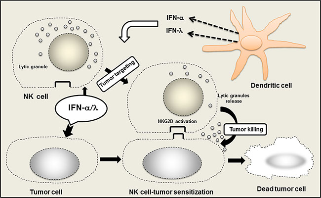 Role of NK cells in the promotion of anticancer efficacy of IFN-&#x03B1;/&#x03BB; combination.