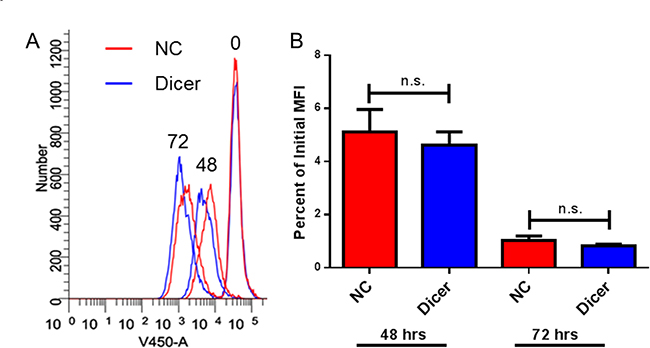 Down-regulation of Dicer does not affect proliferation in B16 melanoma cells.
