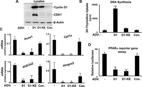 Cyclin D1 inhibits PPAR&#x03B1; in hepatocytes.
