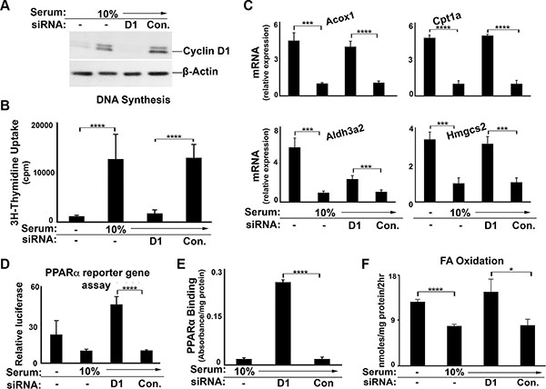 Cyclin D1 knockdown promotes PPAR&#x03B1; activity and fatty acid oxidation in AML12 cells.