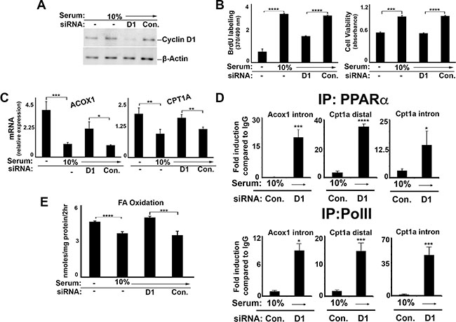 Cyclin D1 inhibits PPAR&#x03B1; and fatty acid oxidation in liver cancer cells.