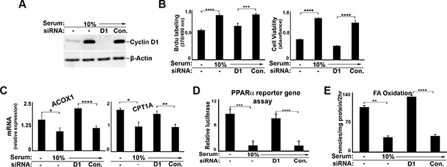 Cyclin D1 inhibits PPAR&#x03B1; and fatty acid oxidation in breast cancer cells.