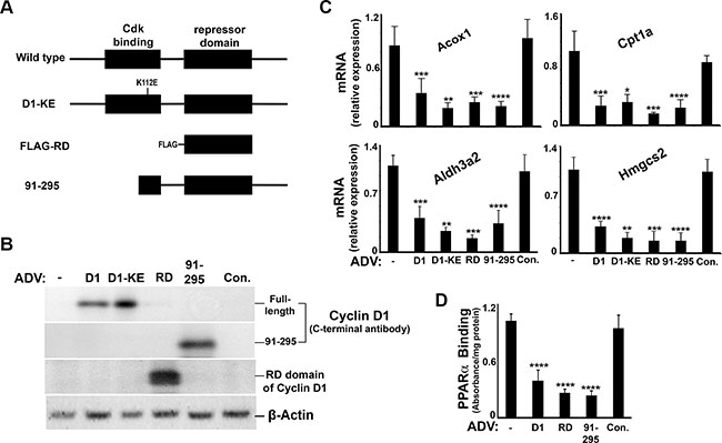 Cyclin D1 represses PPAR&#x03B1; activity in the liver.