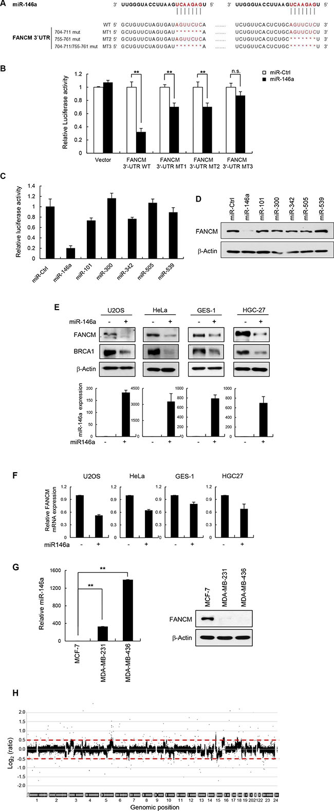 miR146a directly targets FANCM.