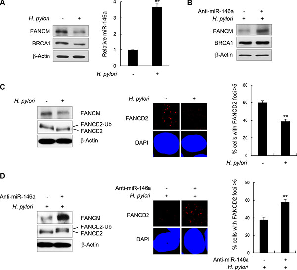 H. pylori-mediated FANCM regulation.