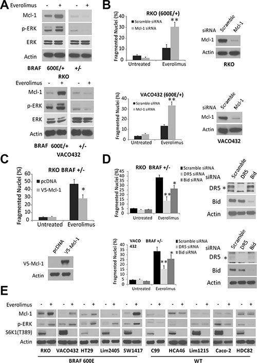 Elevated Mcl-1 in BRAF 600E cells inhibits Everolimus-induced apoptosis.
