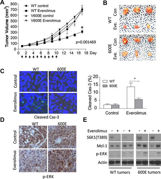 BRAF 600E tumors are resistant to Everolimus in vivo with reduced apoptosis and elevated p-ERK and Mcl-1.