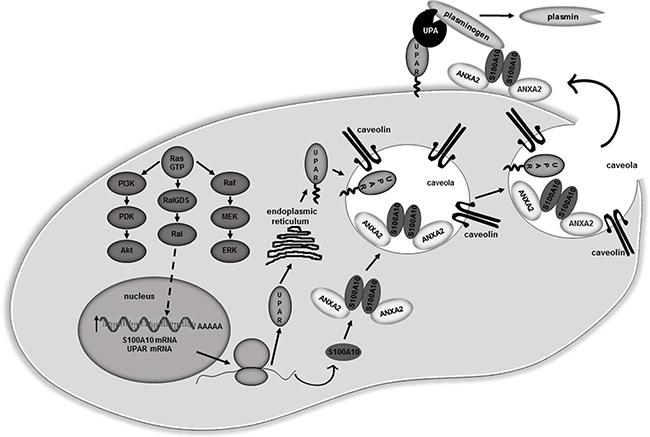 Proposed model for S100A10 dependent regulation of plasmin activity in RAS transformed cells.