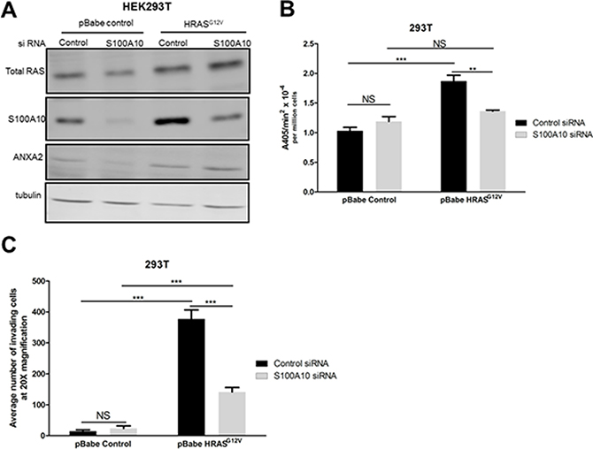 The S100A10 plasminogen receptor plays a major role in oncogenic RAS-dependent plasminogen activation.