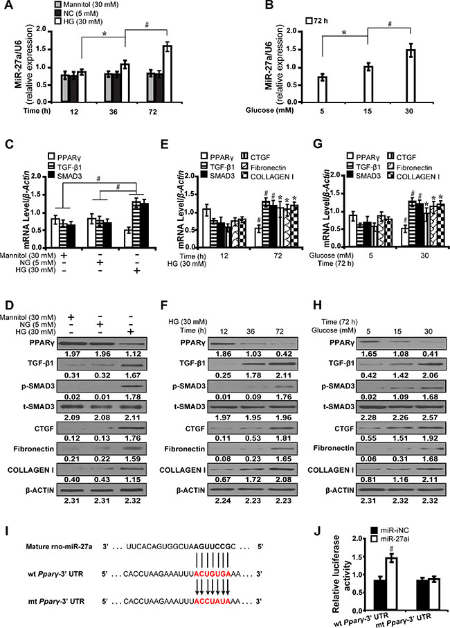 High glucose promotes miR-27a and directly modulates PPAR&#x03B3;-induced fibrosis in vitro.