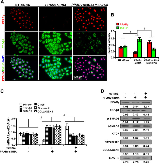 Requirement of PPAR&#x03B3; for the miR-27a antagonism effect on downstream gene expressions in vitro.