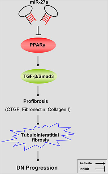 A hypothetical model illustrating that miR-27a/PPAR&#x03B3; signaling regulated renal tubulointerstitial fibrosis through the TGF-&#x03B2;1/Smad3 mediated fibrosis in diabetic nephropathy.