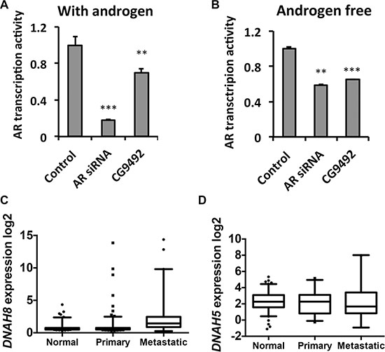 DNAH8 depletion decreases AR-mediated transcriptional activation and is associated with metastatic disease.