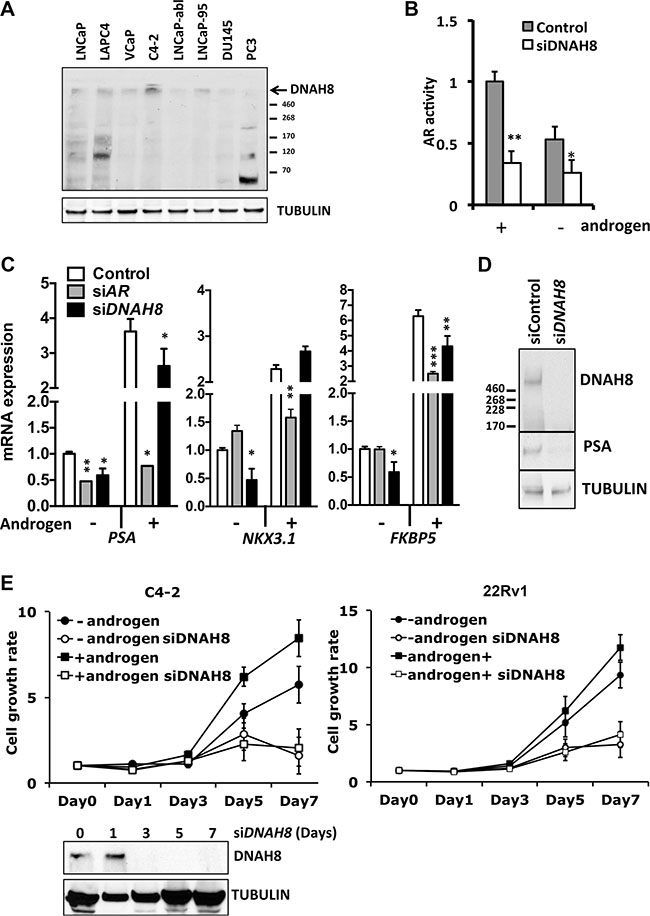 DNAH8 protein expression in cultured prostate cancer cell lines, and reduced AR-dependent transcriptional activity and proliferation upon DHAH8 depletion.
