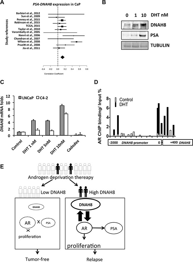 AR promotes DNAH8 transcription in prostate cancer cells.
