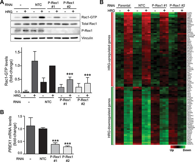 Depletion of P-Rex1 from T-47D cells using RNAi.