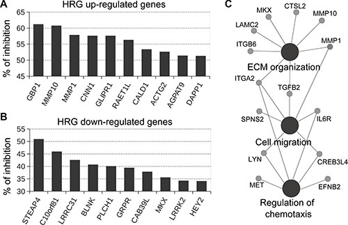 Effect of P-Rex1 RNAi on the expression of genes regulated by HRG.
