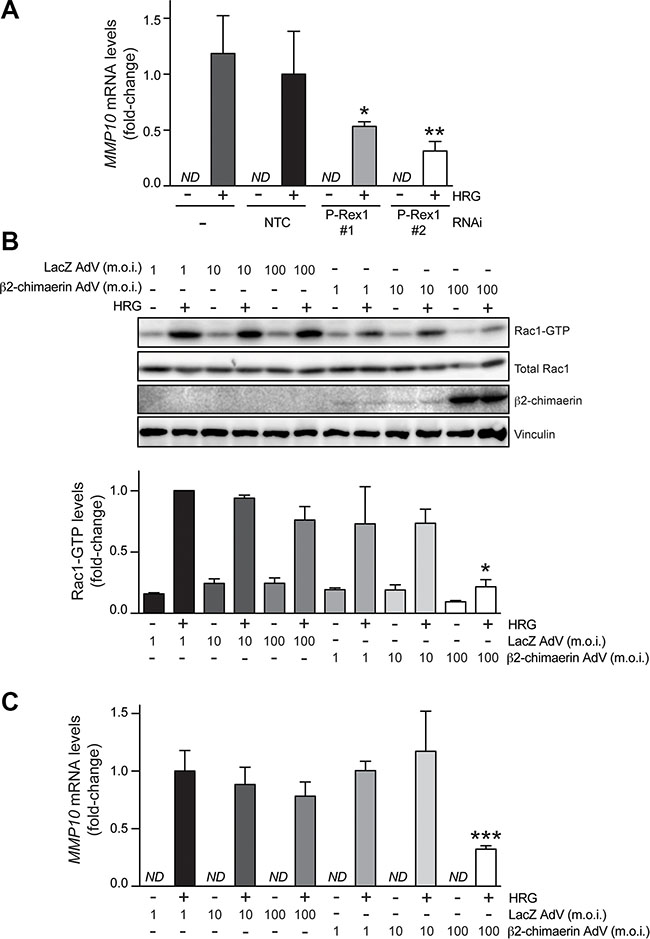 Induction of MMP10 by HRG is mediated by P-Rex1.