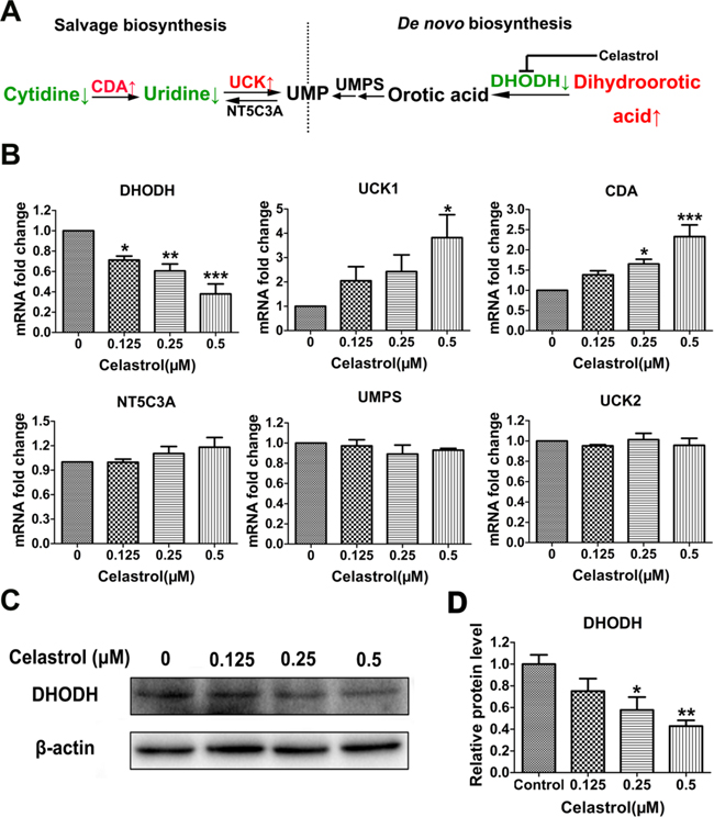 The screening of target metabolic enzyme gene expression affected by celastrol.